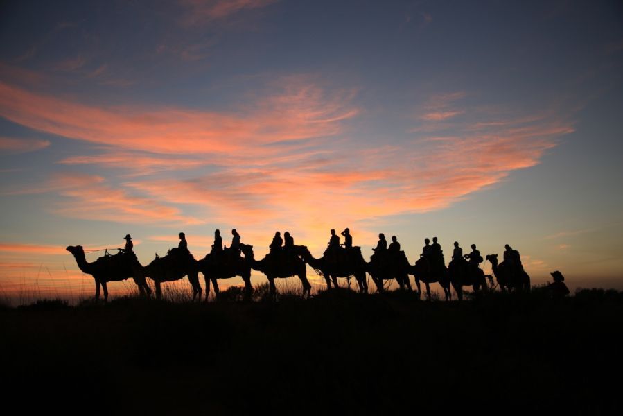 uluru sunrise camel ride with pink skies
