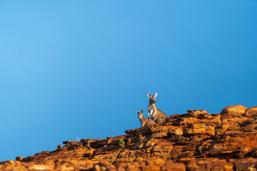 wallabies on a rocky ledge in outback australia