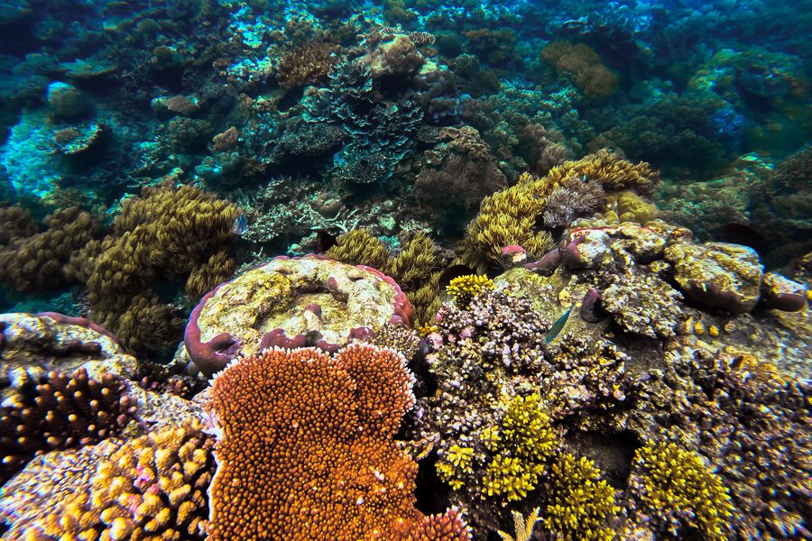 views of corals underwater on the great barrier reef