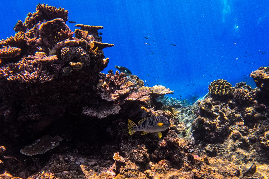 underwater views of the great barrier reef corals