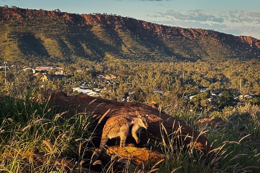 Python's Alice Springs The 15 Best Things To Do In Alice Springs - Outback Tours