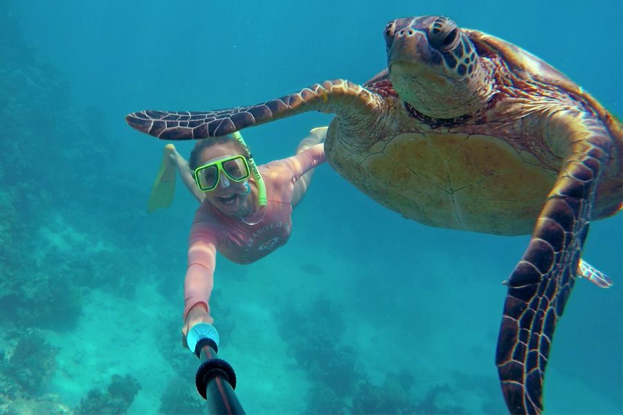 Turtle Great Barrier Reef GoPro