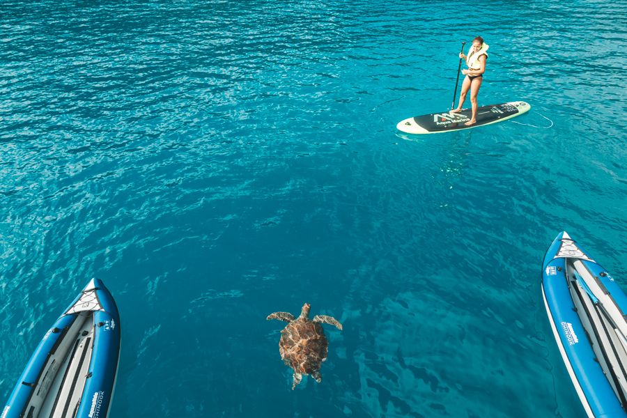 Turtle Great Barrier Reef snorkelling