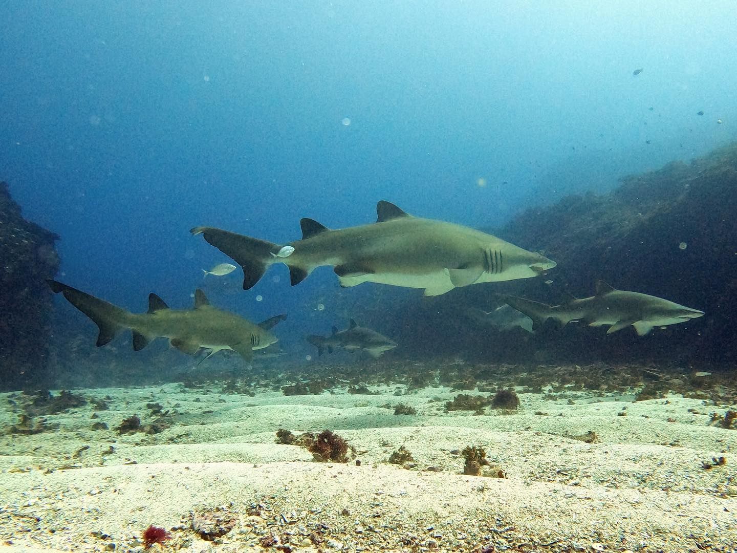 Black Tip Reef Shark Great Barrier Reef