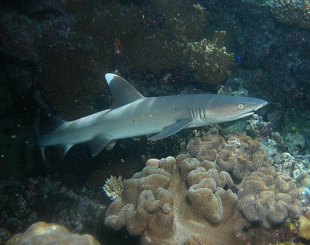 Great Barrier Reef White Tip Shark