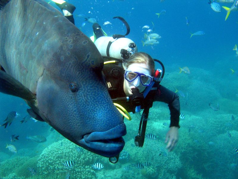 Scuba diving on a Whitsundays Tour Sailing Whitsundays
