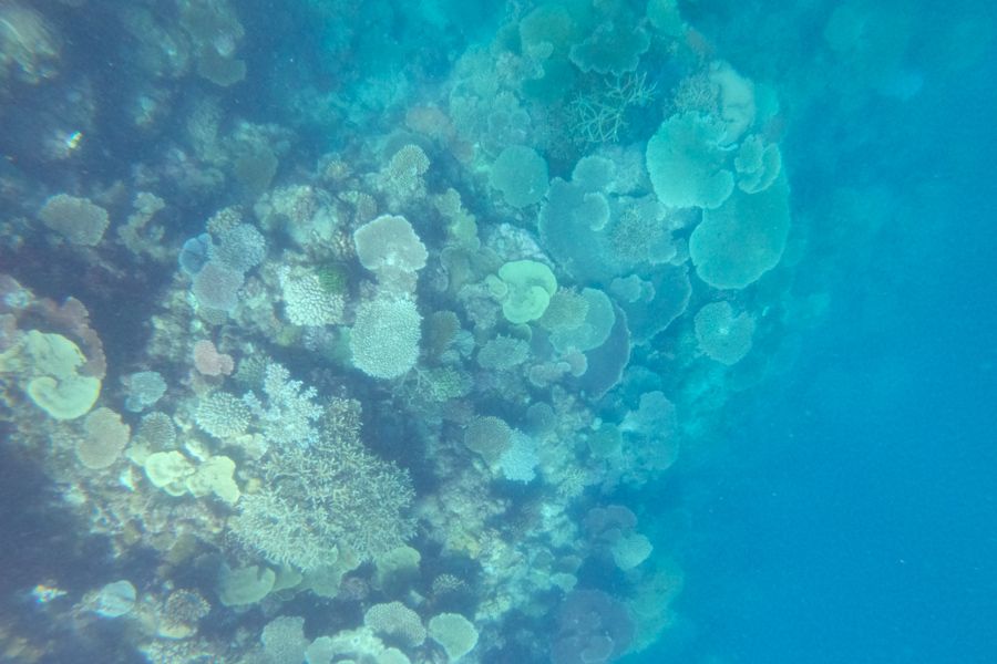 Stunning blue coral specimen