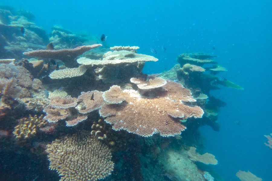 fringing coral reef