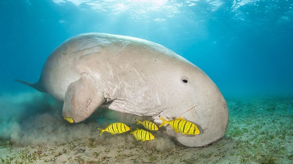 dugong whitsundays