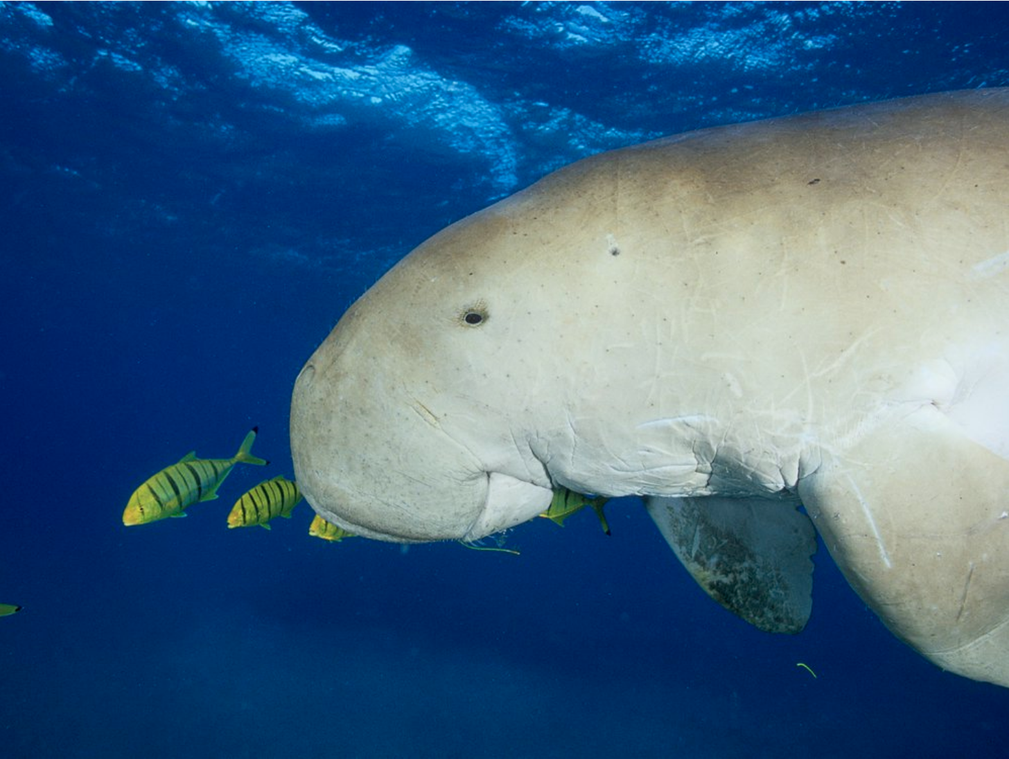 dugongs feeding, whitsundays