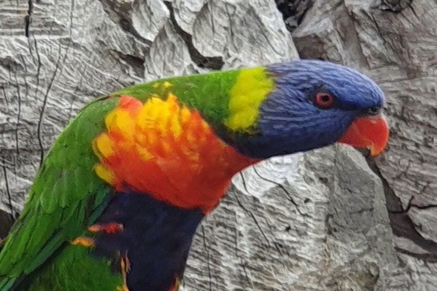 lorikeet Whitsundays