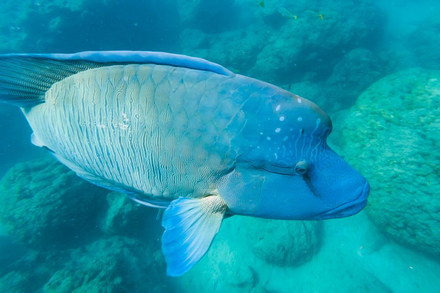 maori wrasse, whitsundays