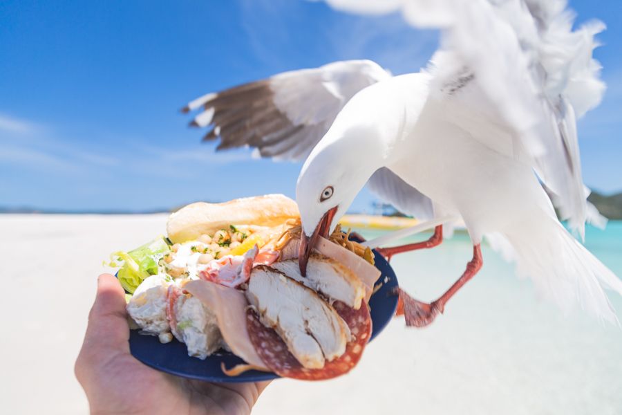 Seagulls in the Whitsundays