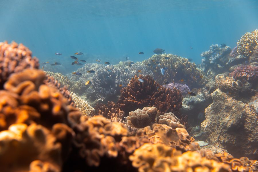 great barrier reef corals underwater airlie beach