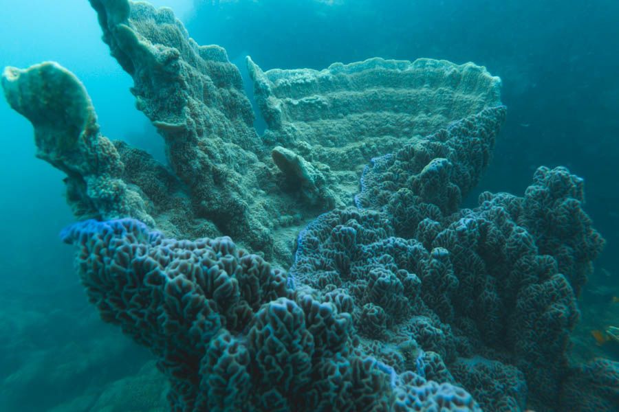 Coral Whitsundays Great Barrier Reef