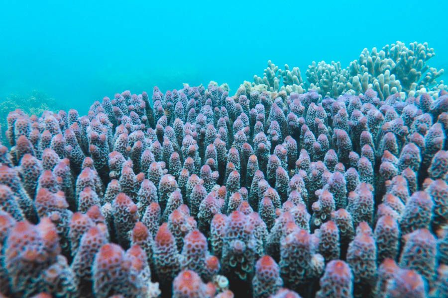 Purple Coral Great Barrier Reef