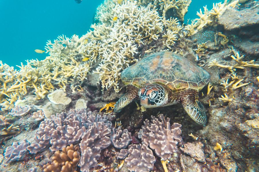 Turtle in coral, Great Barrier Reef, Whitsundays