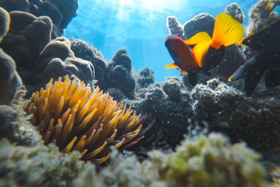 coral reef clown fish