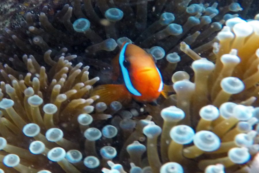 coral reef clown fish