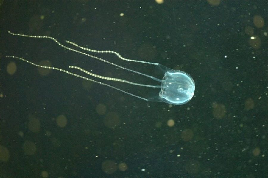 irukandji-jellyfish