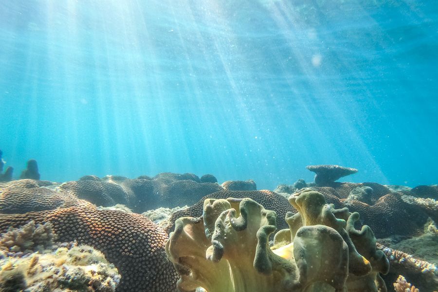 Coral reefs in the Whitsundays