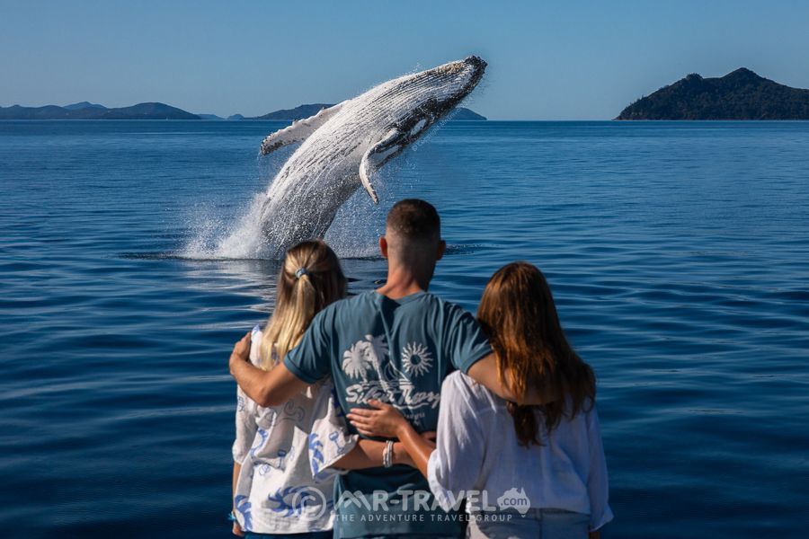 Three tourists looking at a humpback whale from a boat in the Whitsundays