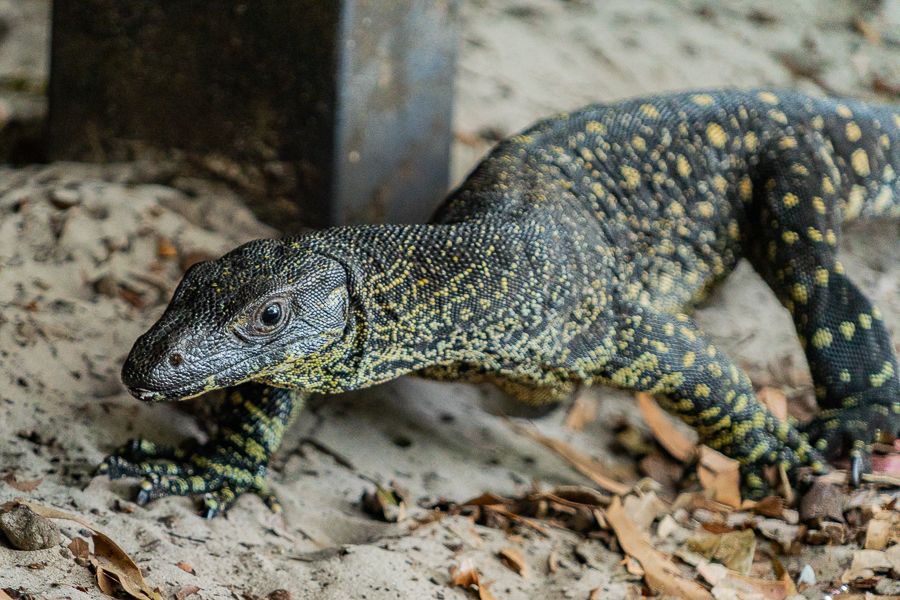 goanna walking through a sandy forest floor