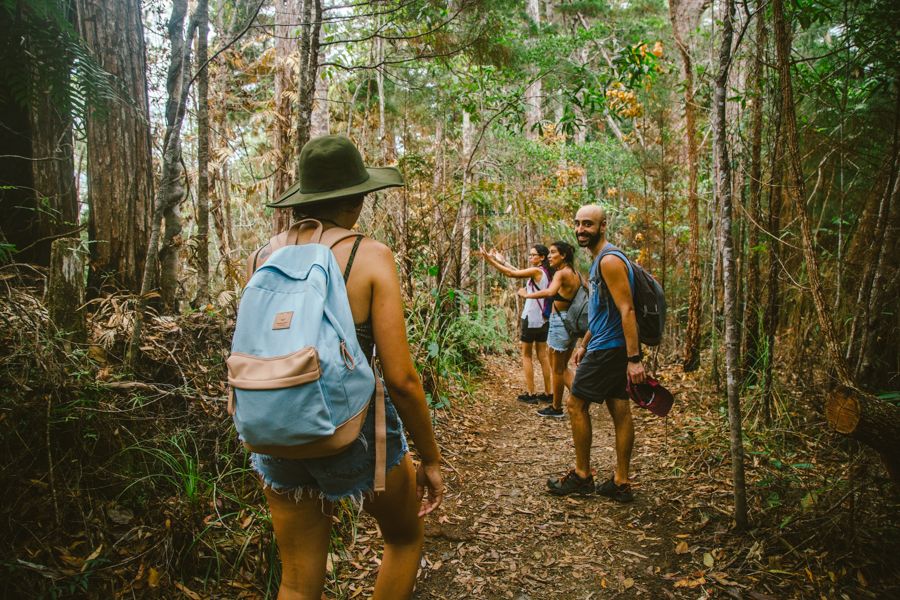 Group of people bushwalking through the Cairns rainforest region