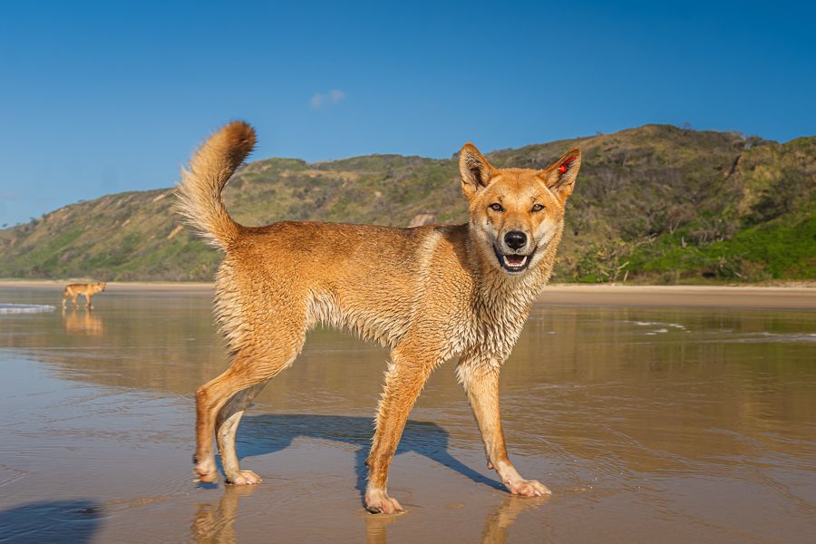 Fraser Tours Hero Image For <p>Dingoes On Fraser Island</p>