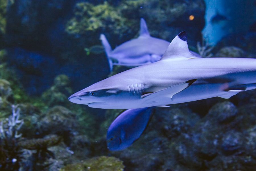 Blacktip Reef Shark in an aquarium