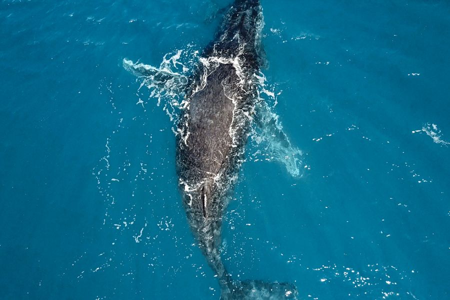 Humpback Whale Watching from Hervey Bay, Aerial 