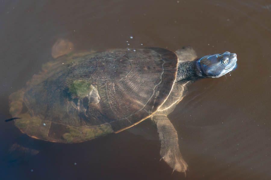 fresh water turtle 